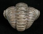 Enrolled Flexicalymene Trilobite From Indiana #5613-2